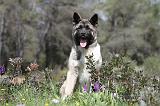 AKITA AMERICAIN 141